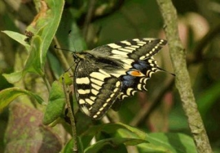  令人惊叹的野生动物